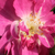 Różowy  - Róże rabatowe polianty - Csinszka